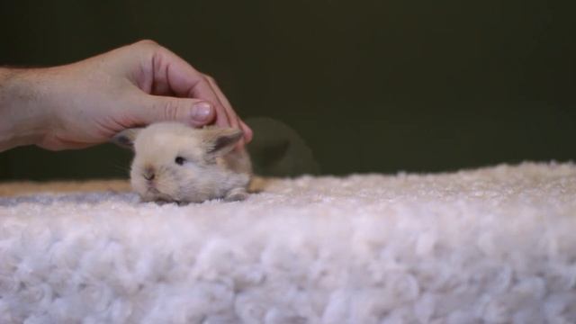 ДВ Юль, минилоп, сиамский смотреть онлайн