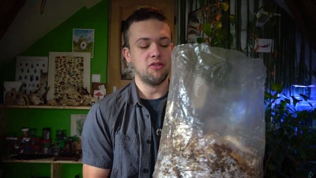 Comment Faire Pousser Des Champignons Comestibles ! Culture De Pleurote, Shiitake Et Eryngii ?