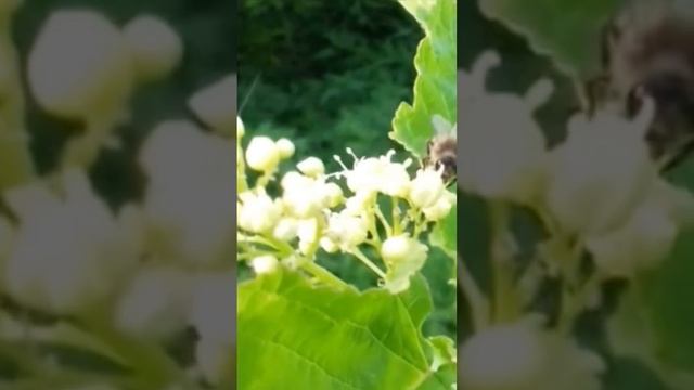 Медонос КЛЁН #shorts #пчеловодство #bee смотреть онлайн