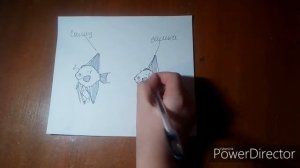 Определение пола у скалярий