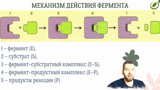 Л.18 | ФЕРМЕНТАТИВНЫЕ РЕАКЦИИ | ФЕРМЕНТЫ | ОБЩАЯ БИОЛОГИЯ ЕГЭ смотреть онлайн