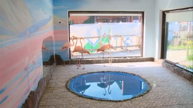 06 09 17 Отдельный вольер для фламинго построили в Зоопарке Удмуртии смотреть онлайн