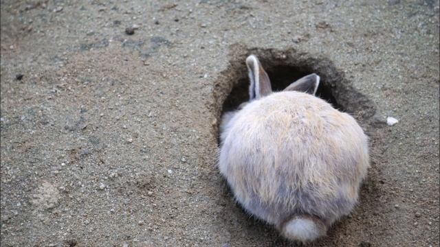 10 ошибок Кролики в яме. Кролиководство, содержание, разведение, выращивание кроликов в яме. смотреть онлайн