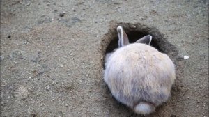 10 ошибок Кролики в яме. Кролиководство, содержание, разведение, выращивание кроликов в яме.