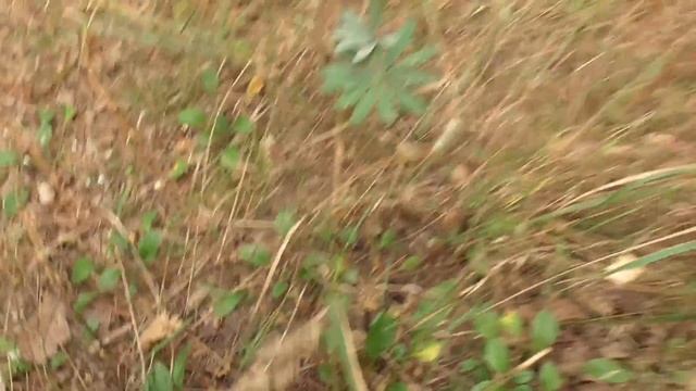 ОКТЯБРЬСКИЙ ПОХОД ПО ГРИБЫ! ГРИБЫ НЕ ДАЮТ УЙТИ ИЗ ЛЕСА! смотреть онлайн