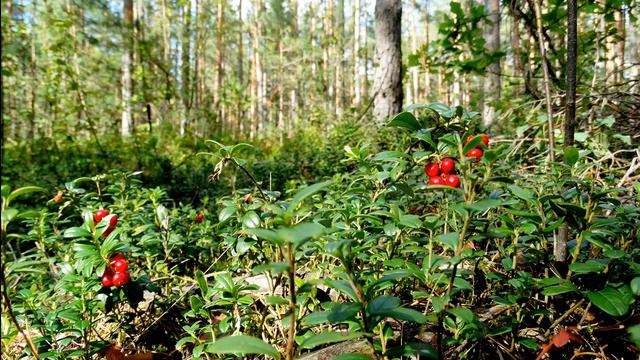 ПЕНИЕ ПТИЦ В ЛЕСУ УСПОКОИТ НЕРВНУЮ СИСТЕМУ И ПОМОЖЕТ КРЕПКО УСНУТЬ. ЗВУКИ ПРИРОДЫ. ЗВУКИ ЛЕСА. смотреть онлайн