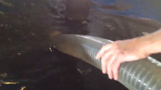 Выпуск 1 200 000 штук трёхмесячной молоди калуги в Амур у Хабаровска смотреть онлайн