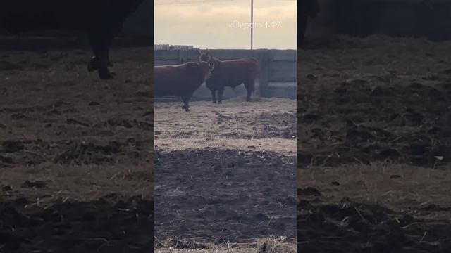 Калмыкия Быки Калмыцкой породы КФХ Ойрат смотреть онлайн