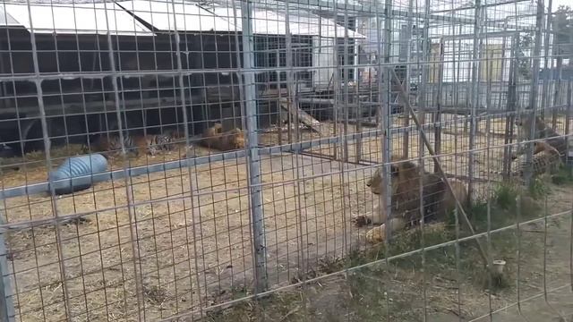 20.06.2021. Ульяновск. Около цирка со львами. смотреть онлайн