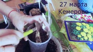 Георгины. У георгинов проснулись почки в марте....