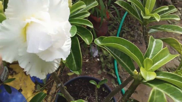 A MAIS LINDA ROSA DO DESERTO. INCRÍVEL! смотреть онлайн