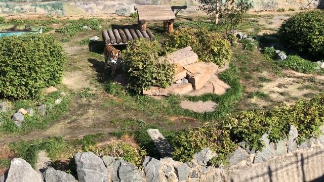 День тигра в Челябинском зоопарке: Лаффи с мячиком смотреть онлайн