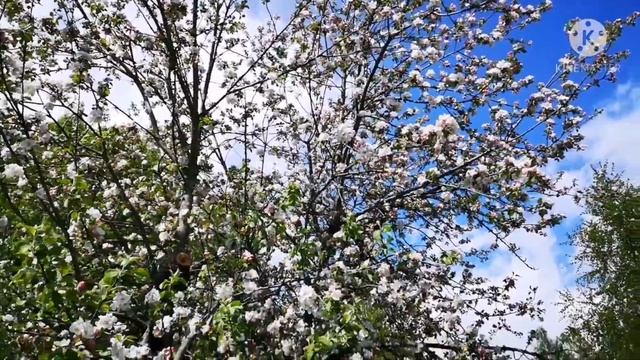 В Юрмале цветут яблони. смотреть онлайн