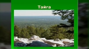 ИЗУЧАЕМ ЗОНУ ТАЙГИ