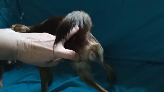 Что такое "половая охота"? В какие дни нужно вязать течную суку? Вязка собак. смотреть онлайн