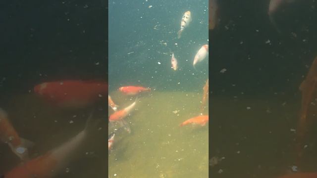 Лягушка, рыбки, фонтан на УДАЧУ!