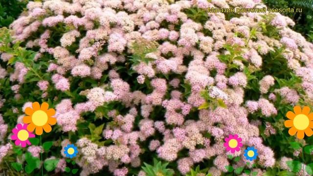 Спирея японская Манон. Краткий обзор, описание характеристик spiraea japonica Manon смотреть онлайн