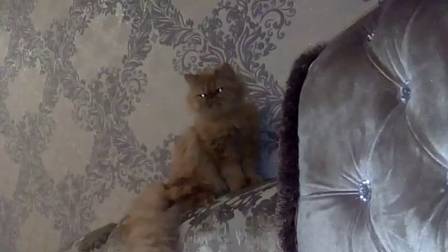Персидская кошка смотреть онлайн