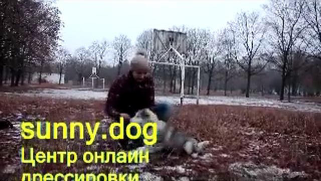 хаски и маламут разница в характере смотреть онлайн