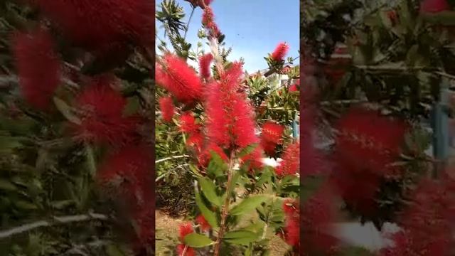 Каллистемон Цветок ёршик Bottlebrushes #shorts смотреть онлайн
