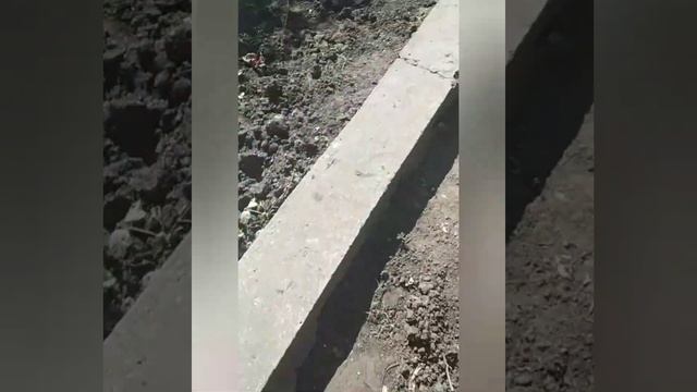 Самый маленький арбуз ?? в мире смотреть онлайн