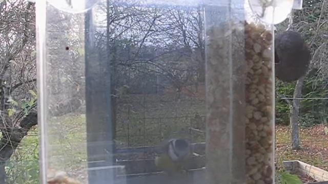 Blue tit смотреть онлайн