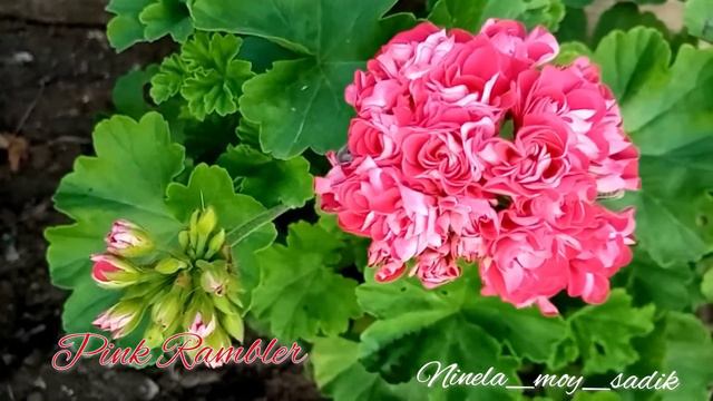 #Пеларгонии в августе в открытом грунте и кашпо.. обзор по сортам😉 смотреть онлайн