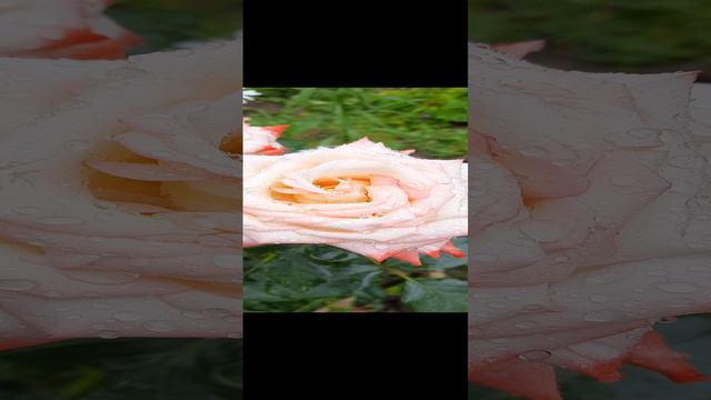 Ура,дождь прошел!