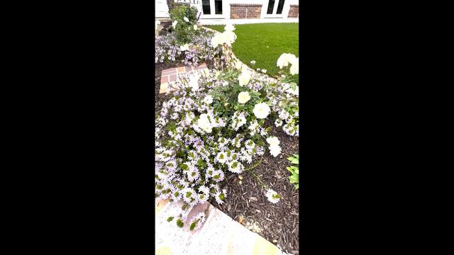 Front Yard Landscaping Ideas | Low Water Plants Southern California смотреть онлайн