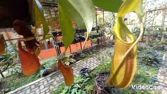 the flora of java смотреть онлайн