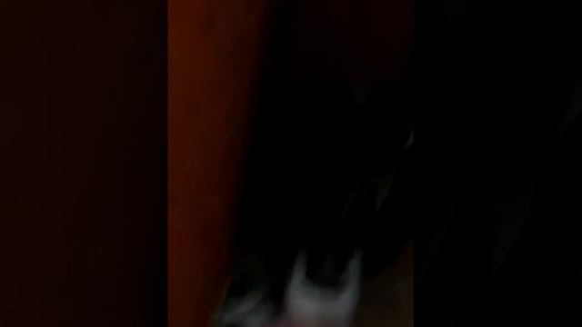 Котёнок по кличке Ляля.3 месяца смотреть онлайн
