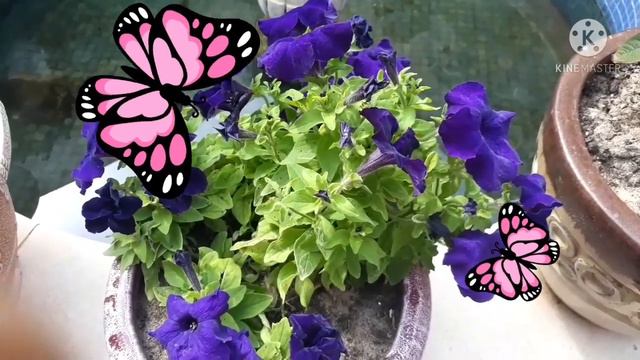 Petunia Flower Plants- Garden Tour || Jane Balagtas Channel смотреть онлайн