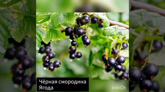 Фрукты, овощи, ягоды на букву Ч смотреть онлайн