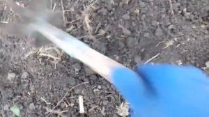 ВЕСЕННЯЯ ПОСАДКА АНЕМОНЫ КЛУБНЕВОЙ МНОГОЛЕТНЕЙ В ОТКРЫТЫЙ ГРУНТ.КАК ПРОБУДИТЬ КЛУБНИ АНЕМОНЫ.