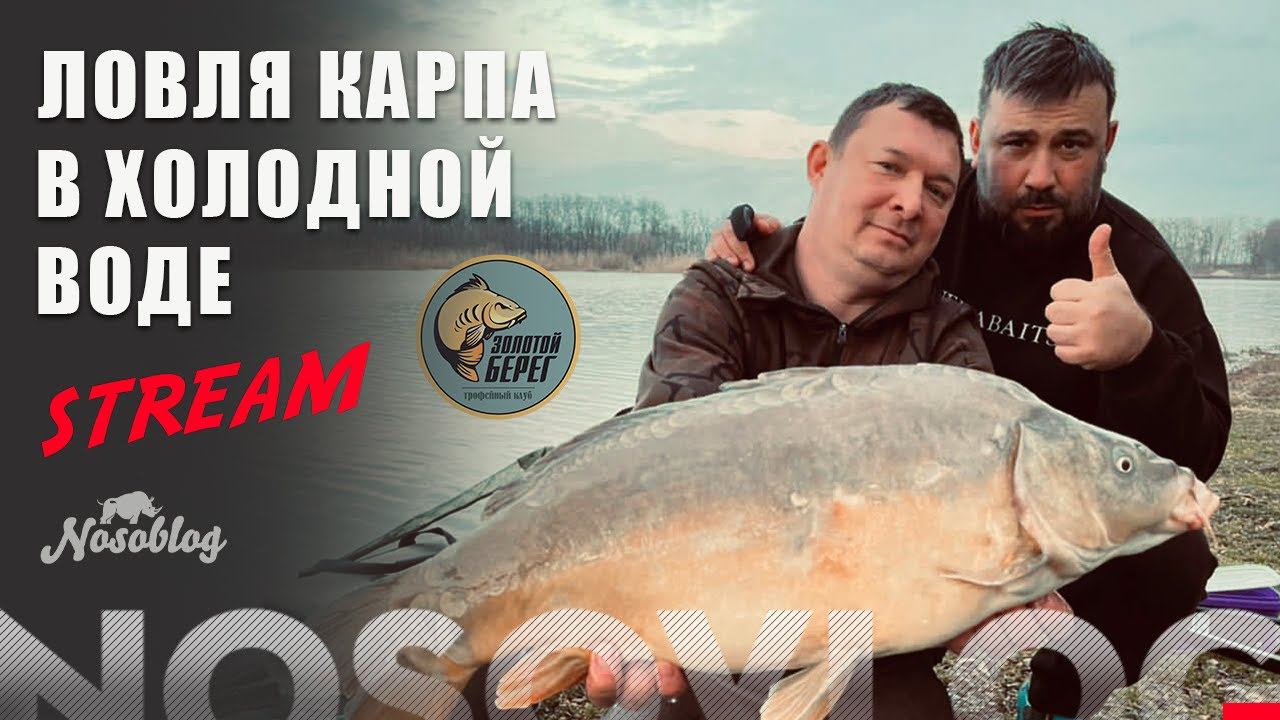 Ловля карпа в холодной воде стрим А.Колесникова, Золотой Берег смотреть онлайн