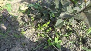 РАЗМНОЖЕНИЕ ЧЕРЕНКОВ ЯБЛОНИ В МАТОЧНИКЕ КЛОНОВЫХ ПОДВОЕВ.ЧТО ЖЕ ЭТО ТАКОЕ?