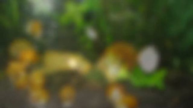 Ампулярии в аквариуме