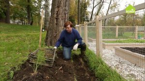 Как правильно посадить спаржу