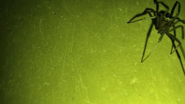 Что нельзя делать при укусе Паука! смотреть онлайн