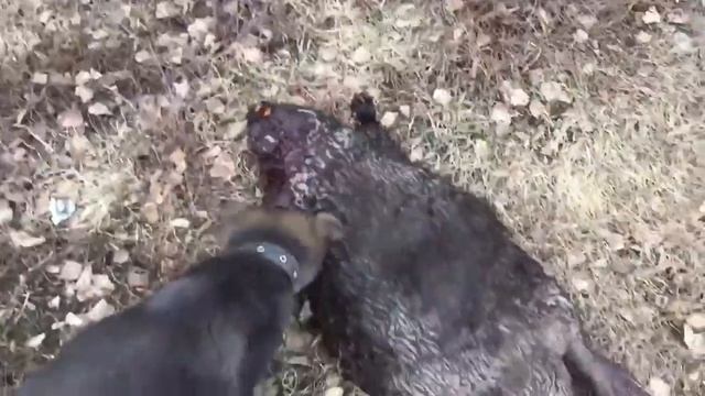 ПОЙМАЛ ОГРОМНОГО БОБРА НА 40 КГ смотреть онлайн