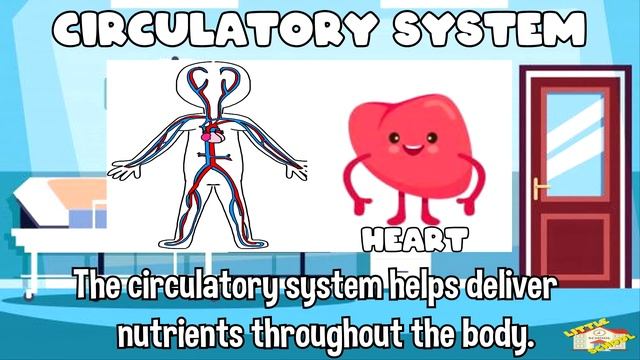 The Human Body | Science for Kids смотреть онлайн