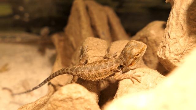УРА ! АГАМЫ ЕДЯТ САМИ 04/09/2022 #Бородатая_агама_новорожденные смотреть онлайн