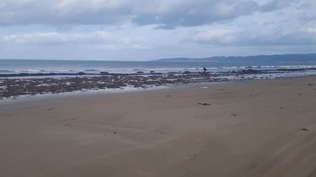 ПОСЛЕ ШТОРМА-ПАНОПЕЯ ГУИДАК САМЫЙ БОЛЬШОЙ МОЛЛЮСК