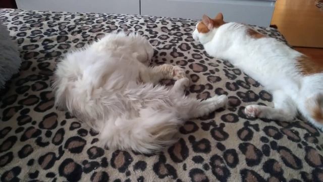 рассказ о Кузе, как он у меня появился