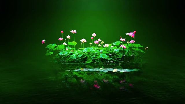 Beautiful Lotus & Relaxing Bamboo Flute Music | Zen Lotus