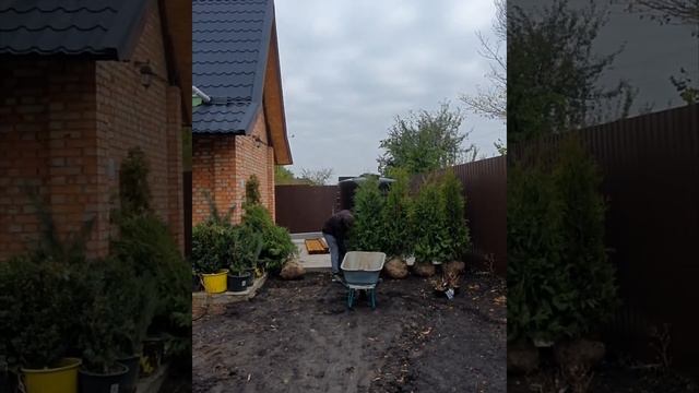 туя БРАБАНТ #туя #живаяизгородь #туябрабант #купитьтую смотреть онлайн