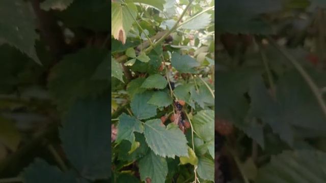 Ож на на Львівщині смотреть онлайн