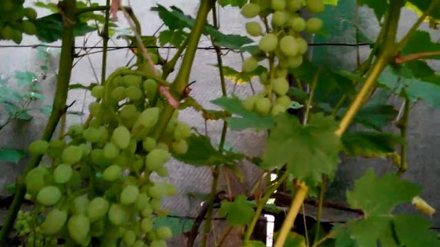 Вызревание лозы на винограднике сезон 2017. Виноград Чернигов. смотреть онлайн