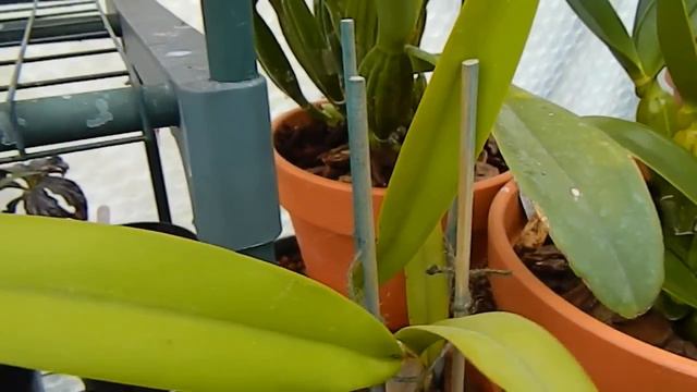 Orchid Summer Quarters & Cattleya Alliance Update смотреть онлайн