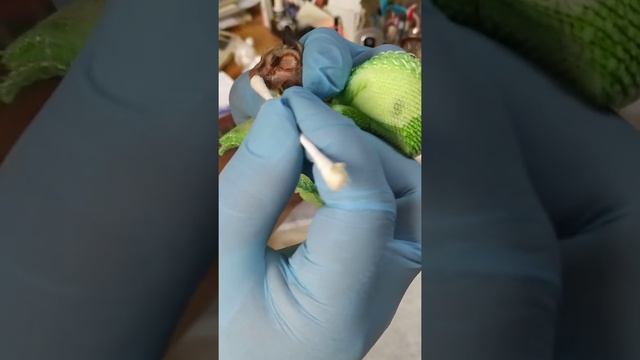 Сахарный Поссум, смотреть онлайн